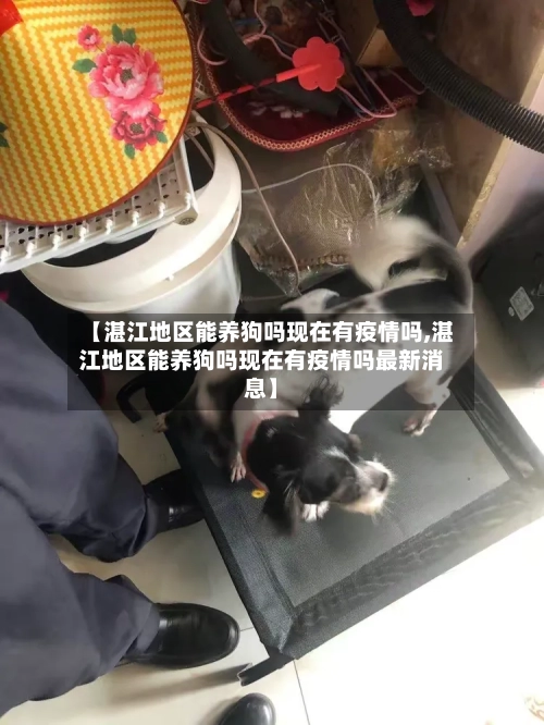 【湛江地区能养狗吗现在有疫情吗,湛江地区能养狗吗现在有疫情吗最新消息】