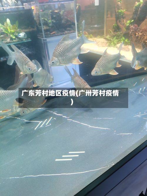 广东芳村地区疫情(广卅芳村疫情)-第2张图片