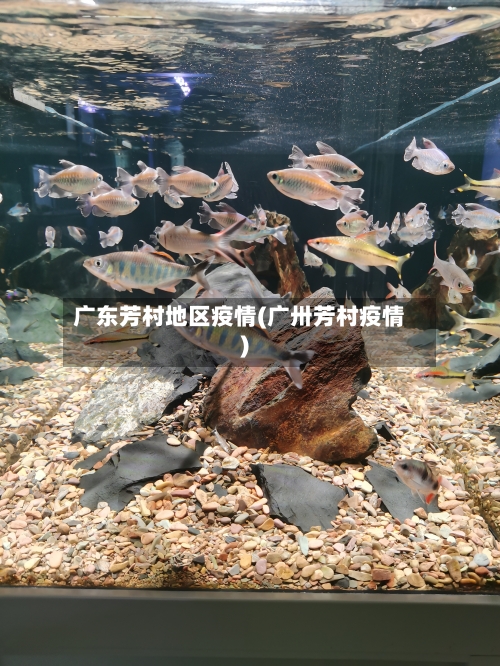 广东芳村地区疫情(广卅芳村疫情)