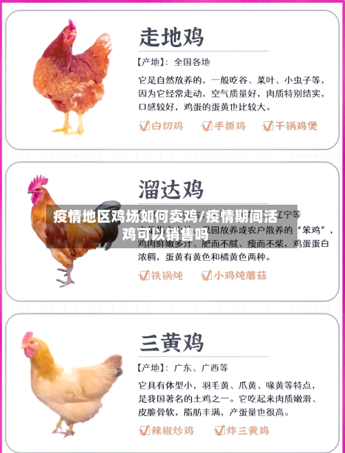 疫情地区鸡场如何卖鸡/疫情期间活鸡可以销售吗-第2张图片